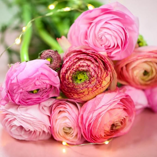 Aviv Pink Ranunculus Flowers Bulbs for Spring Planting, Perennial Flower Bulbs, Early Spring Flower to Plant Outside, Colorful Blooms Groundcover Bulbs, Top Size