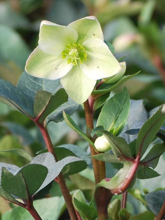 Perennial Farm Helleborus 'Ivory Prince' No. 1