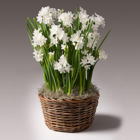 Paperwhites Indoor Potted Bulb Garden - Simply Water and Flowers Open in 3-6 Weeks - Pleasantly Scented - Grows Well in Containers - Gift Ready Flower Bulbs