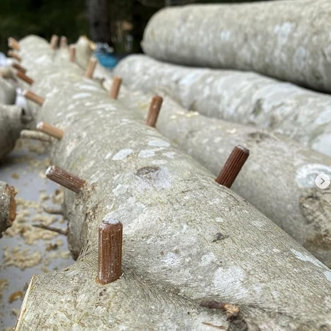North Spore Organic Italian Oyster (100 ct) Mushroom Plugs for Logs | Premium Quality Mushroom Plug Spawn | Handmade in Maine, USA | Grow Gourmet Mushrooms Outdoors on Logs