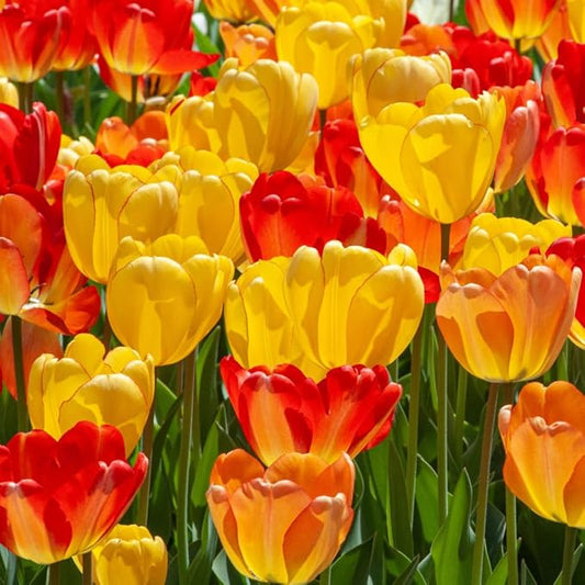 Mix Triumph Tulips 10 Bulbs for Fall Planting Colorful Flower Tulipa Darwin Hybrid Changing Colors Mixture Size 12+ 4 Varieties to Choose (Apeldoorn Mixture, 10, Mix Color)