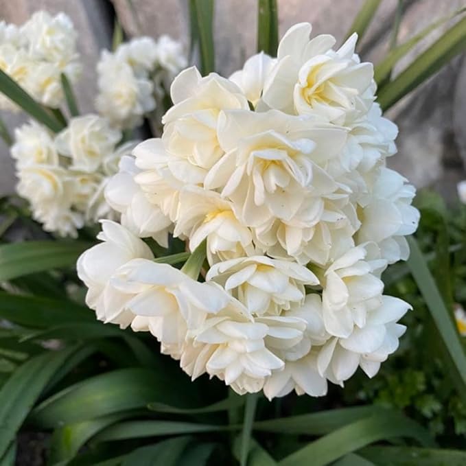 20 Daffodil Bulbs for Fall Planting, Spring-Blooming Narcissus Bulbs, Bulk Top Size Bulbs for Gardens, Borders and Flowerbeds Planting (Double Daffodil Bulbs)