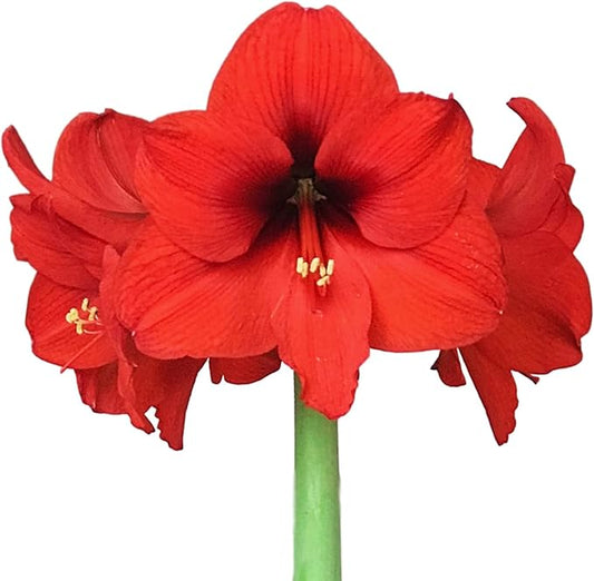 Easy to Grow Amaryllis Ferrari 1 Plant Bulb - Bright Red Flowers Indoor Winter Holiday or Outdoor Spring