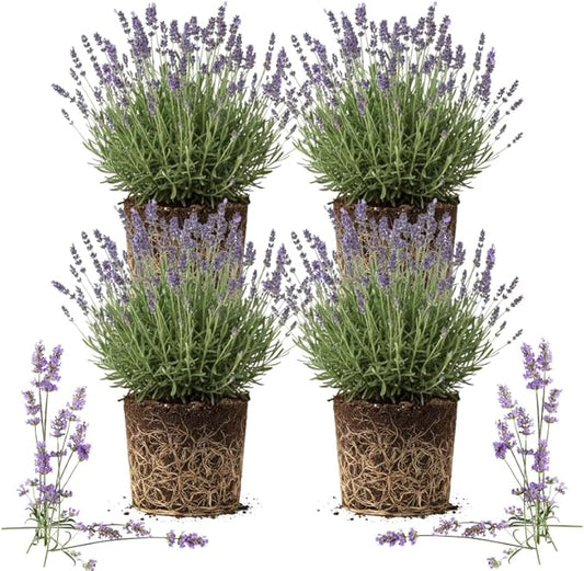 4 Provence Lavender Plants Live Outdoor Indoor, Cold Hardy Fragrant Perennial Herb for Garden and Landscape, 4-8 Inch Tall