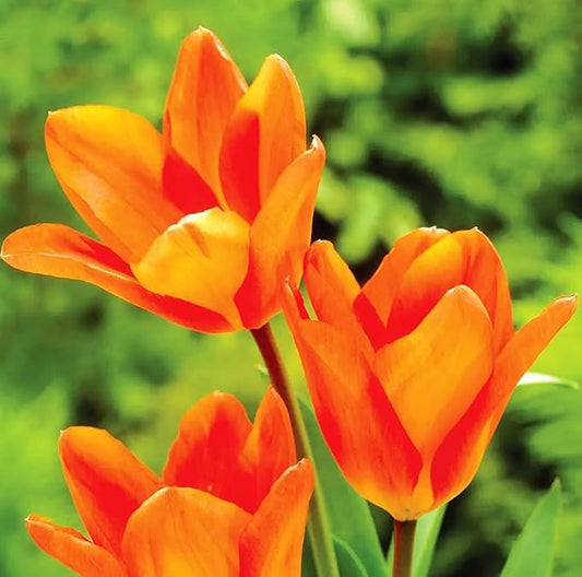 Mix Triumph Tulips 10 Bulbs for Fall Planting Colorful Flower Tulipa Darwin Hybrid Changing Colors Mixture Size 12+ 4 Varieties to Choose (Orange Emperor, 10, Mix Color)