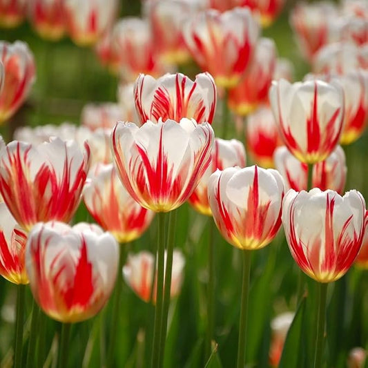 Mixed Sorbet Tulips – 8 Bulbs | Pink, Red & White Perennial Flowers - Spring Blooming | Easy-to-Grow Rembrandt Tulips for Rock Gardens, Borders & Containers – Zones 3–8 | Butterfly & Bee Attracting