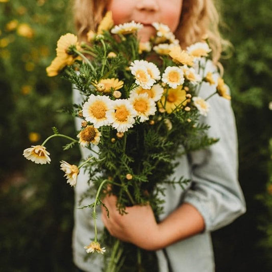 Garland Daisy (Crown Daisy) - 250 Seeds - Asian Greens Variety (Tong Ho, Shungiku, Ssukgat), Yellow & White Flower, Non-GMO Korean Vegetable Seeds for Planting in The Garden, Thresh Seed Company