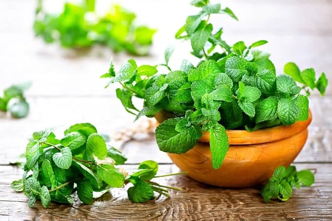 Gardenera Spearmint Plant Potting Soil - All-Natural Blend for Thriving Spearmint Plants - Boosts Root Health and Aroma - 10 Quart