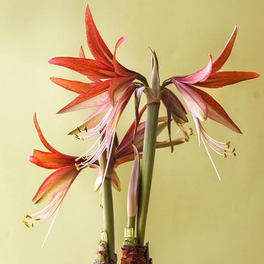 Merengue Spider Amaryllis Bulb by Horn Canna Farm | Exotic Indoor Flower Bulb for Winter Growing | Long Petaled Green Orange Bronze Blooms