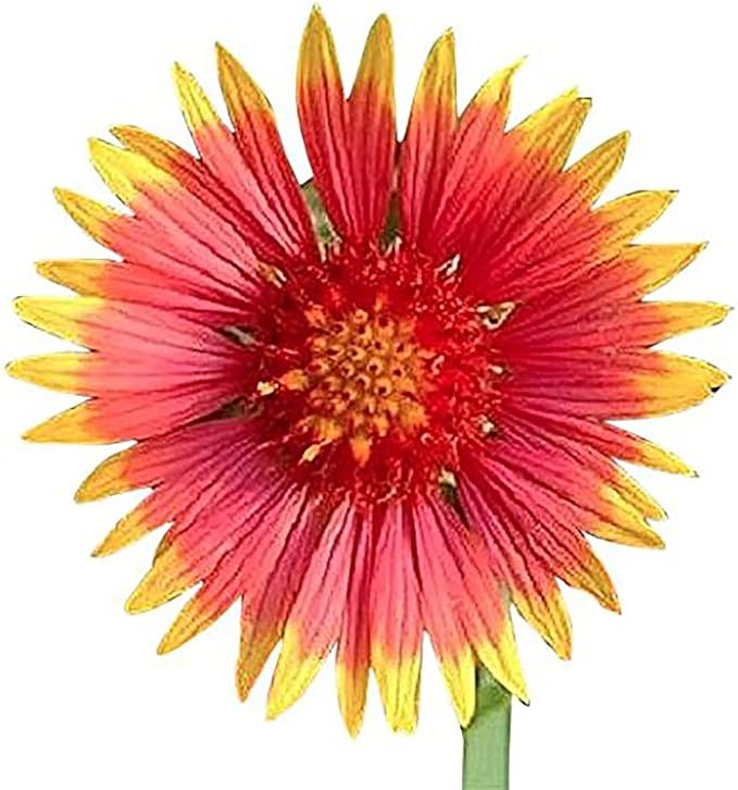 Pollinator Attracting Wildflower Seeds - Attracts Bees, Butterflies, and Other Beneficial Insects, Bees Knees Mix