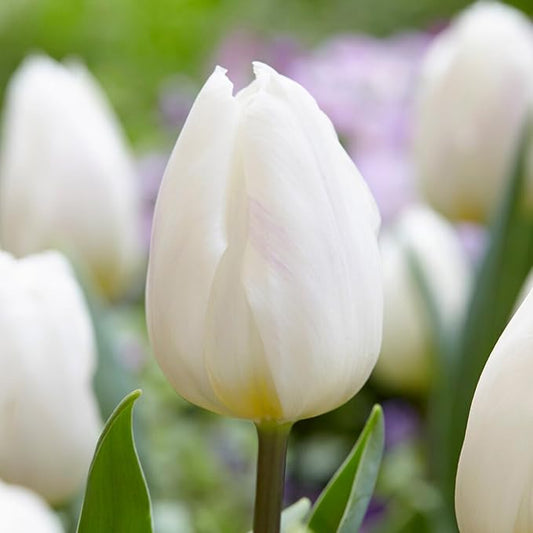 Garden State Bulb Triumph White Flag Tulip Flower Bulbs, 12/+ cm, Fall Planting (Bag of 100)