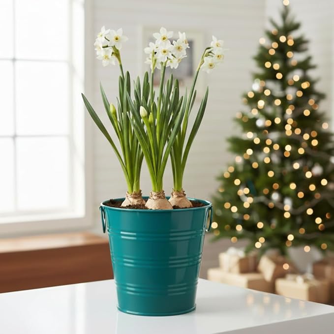 BUZZY Seeds Holiday Paperwhites Grow Kit, Complete with Bulbs, Teal Pail, Growing Medium, and Easy-to-Follow Instructions, Windowsill Gardening, Holiday Decor, Seasonal Gift for Home or Office