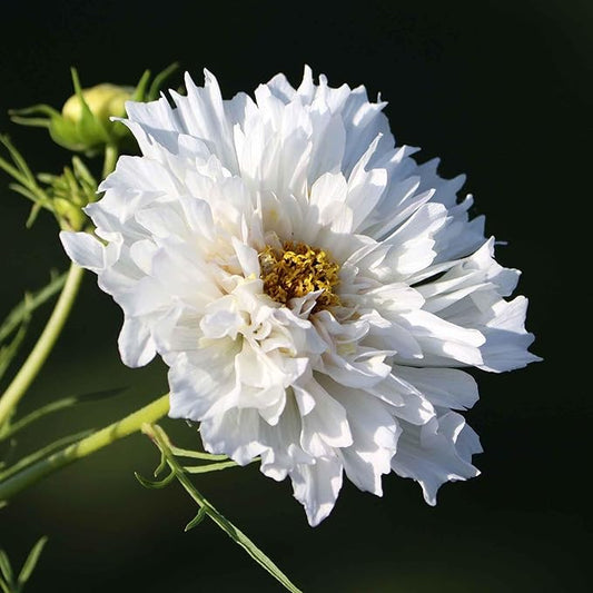 Eden Brothers Cosmos Seeds - Double Click White Knight