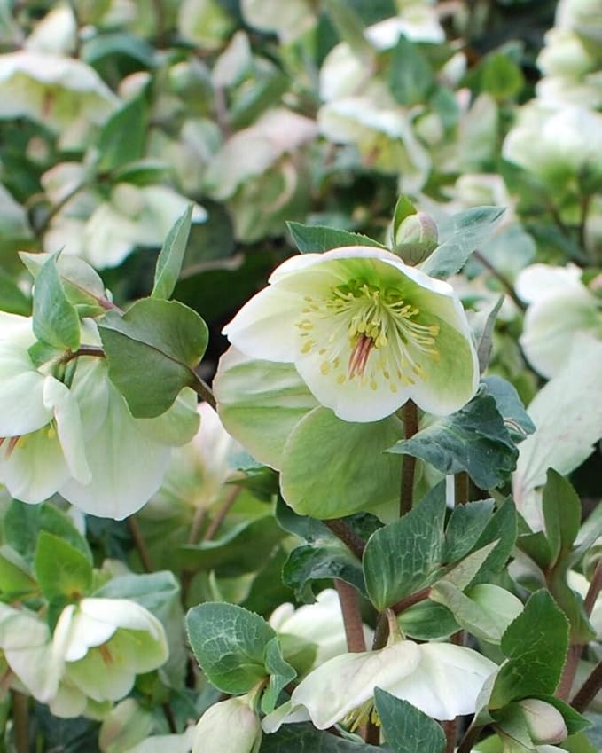 Perennial Farm Helleborus Frostkiss® Moondance™ No. 1