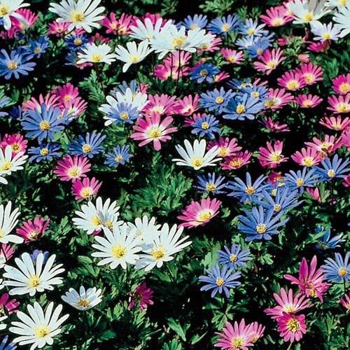 Anemone Blanda Mix Bulbs for Planting - Perennial, Attracts Bees & Showy Flowers | Blooms in Mid Spring, Easy to Grow & Maintain (12 Pack)