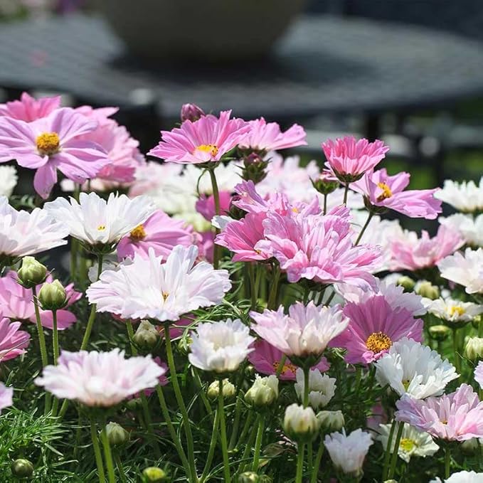 Eden Brothers Cosmos Seeds - Apollo Lovesong