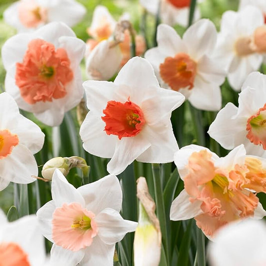 Garden State Bulb Pink Mix Daffodil Flower Bulbs, 14/16cm, Fall Planting (Bag of 100)