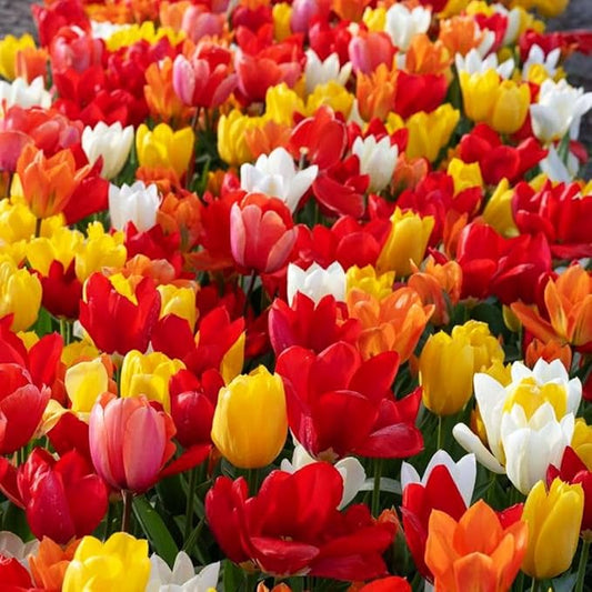 Triumph Tulip Bulbs for Fall Planting Mixed Perennial Hybrids Darwin Changing Colors Emperor Mixture Size 12+ (30, Emperor Mixture)