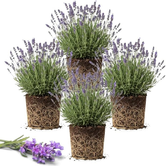 4 Creek Lavender Plants Live Outdoor Indoor, Cold Hardy Fragrant Perennial Herb for Garden and Landscape, 4-8 Inch Tall