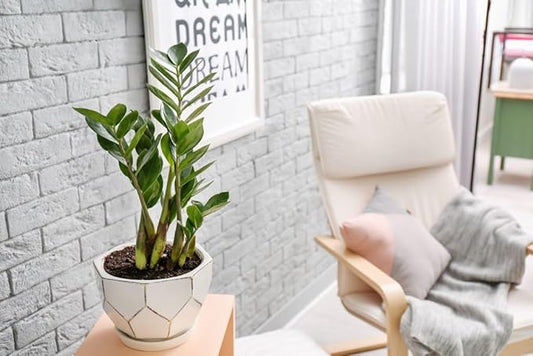 Gardenera Zamioculcas Potting Mix - Promote Strong Roots and Captivating Foliage with Our Premium Blend - 4 QUART