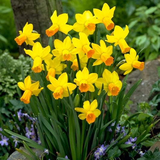 Jetfire Daffodil Flower Bulb Jumbo Pack - 50 Bulbs per Pack - Deer Resistant - Good as Cut Flowers - Good for Indoor Forcing - Grows Well in Containers - Naturalizing - Perennializing