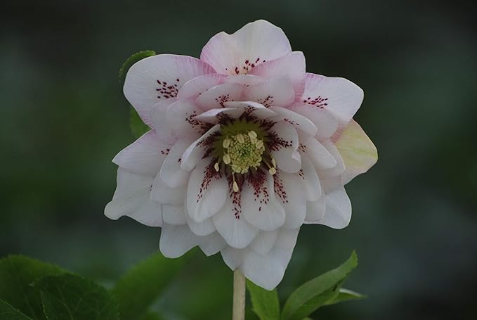 Perennial Farm Marketplace Helleborus x W.J. 'Cotton Candy' (Lenten Rose) Perennial, 1 Quart, Pink Flowers