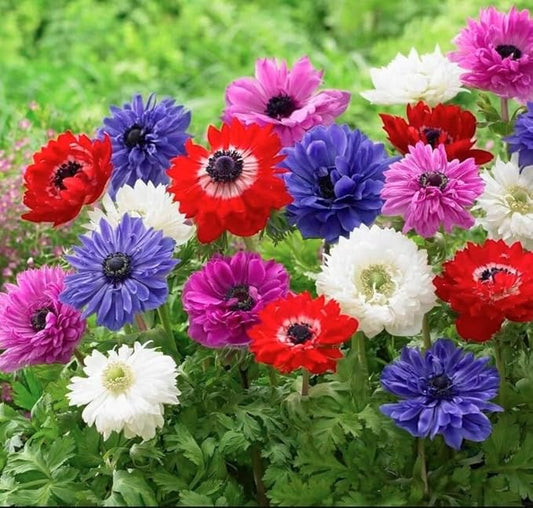 Lieutenant Anemone Flowers – 30 Bulbs | Vibrant Pink, Red, Blue, Purple & White Spring Blooms | Ideal for Cut Flowers, Garden Beds & Containers – Pollinator Friendly | Zones 3–10