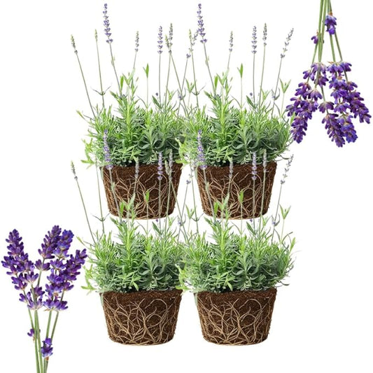 4 Purple Lavender Plants Live Outdoor Indoor, Cold Hardy Fragrant Perennial Herb for Garden and Landscape, 4-8 Inch Tall