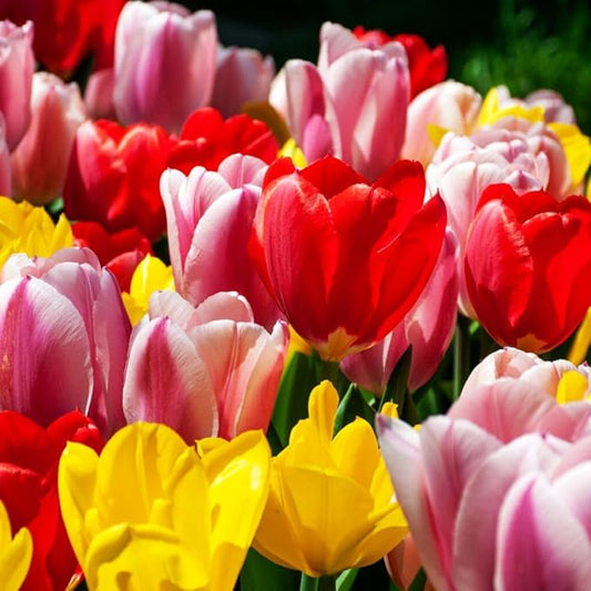 Mix Triumph Tulips 10 Bulbs for Fall Planting Colorful Flower Tulipa Darwin Hybrid Changing Colors Mixture Size 12+ 4 Varieties to Choose (Apeldoorn Mixture, 10, Mix Color)