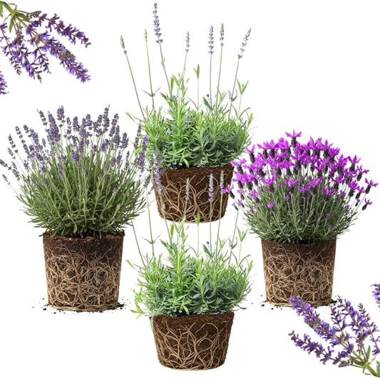 4 Mix Lavender Plants Live Outdoor Indoor, Cold Hardy Fragrant Perennial Herb for Garden and Landscape, 4-8 Inch Tall