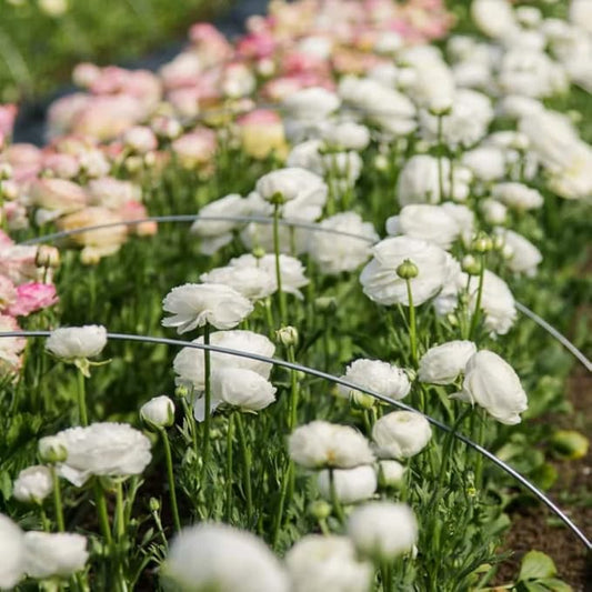 White Ranunculus Flowers Bulbs for Spring Planting, Perennial Flower Bulbs, Early Spring Flower to Plant Outside, Colorful Blooms Groundcover Bulbs, Top Size