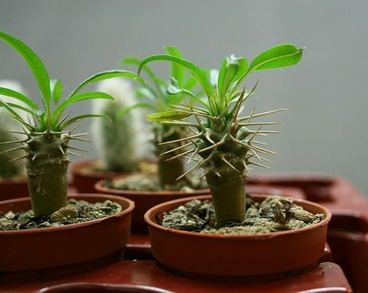 Gardenera Madagascar Palm Potting Mix - Unlock Robust Growth and Striking Form with Our High-Performance Formula - 20 Quart