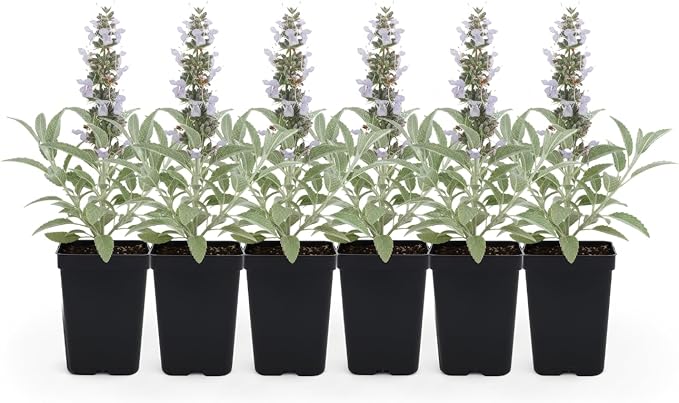White Sage (Salvia apiana) - 6 Live Plants - Sacred California Native Bee Sage with Fragrant Silver Leaves – Drought-Tolerant, Pollinator Friendly, Deer Resistant, Full Sun Garden Shrub