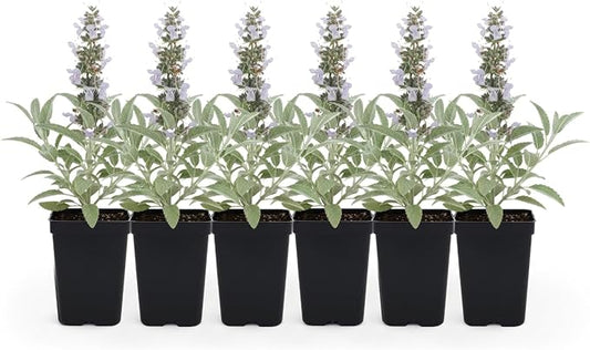 White Sage (Salvia apiana) - 6 Live Plants - Sacred California Native Bee Sage with Fragrant Silver Leaves – Drought-Tolerant, Pollinator Friendly, Deer Resistant, Full Sun Garden Shrub