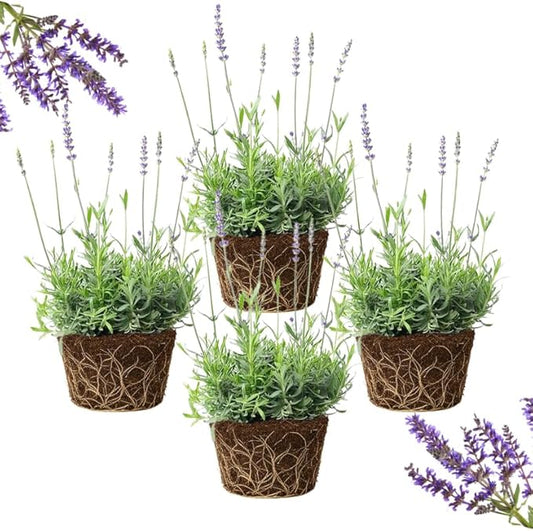 4 Blue Lavender Plants Live Outdoor Indoor, Cold Hardy Fragrant Perennial Herb for Garden and Landscape, 4-8 Inch Tall