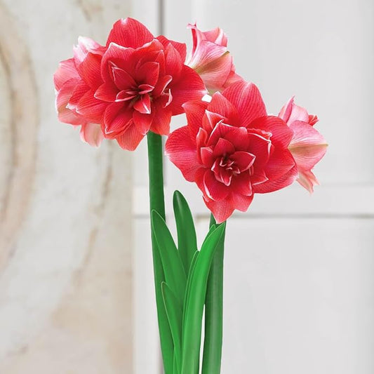 BRECK'S - Double Dream Amaryllis Dormant Pink Flowering Bulb (1-Pack)