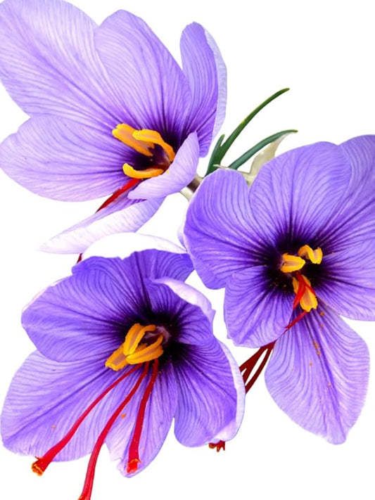 Saffron Crocus Bulbs - Long Lasting, Enhance Garden with Exquisite Flavor | Harvest Spice at Home - Low Maintenance & Easy to Grow - Autumn Bloomers (100 Pack)