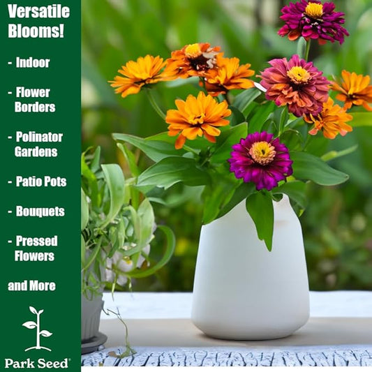 Park Seed Zinnia Flower Planting Seeds, Easy to Grow, Perfect for Spring Garden, Peppermint Stick, Pack of 50