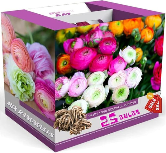 Mixed Ranunculus Flowers Bulbs for Spring Planting, Perennial Flower Bulbs, Early Spring Flower to Plant Outside, Colorful Blooms Groundcover Bulbs, Top Size