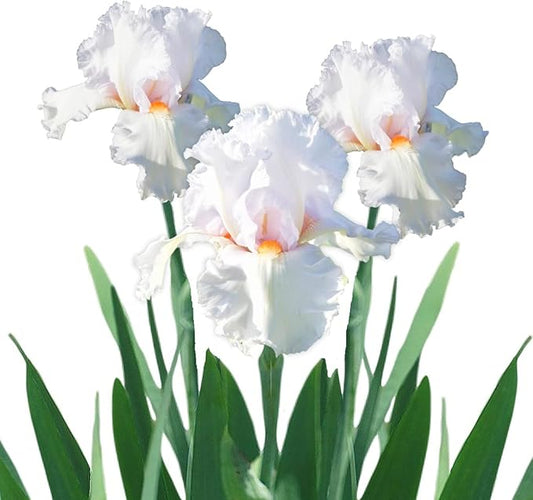 Easy to Grow Bearded Iris Eternal Bliss - 3 Plant Bulbs Rhizomes, White & Light Lavender Flowers in Spring to Fall, Full Sun Low Maintenance