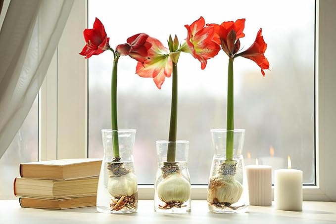 Red Waxed Red Lion Amaryllis Bulb - Over 1 Pound - 36 cm Bulb with 2-3 Stalks - Very Large Vibrant Red Blooms - No Soil or Water Needed - Perfect for Holiday Décor & Gifting