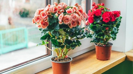 Gardenera Premium Begonia Plant Potting Mix - Crafted for Lush Growth and Captivating Blooms - 1 Quart