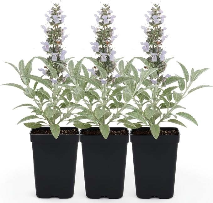 White Sage (Salvia apiana) - 3 Live Plants - Sacred California Native Bee Sage with Fragrant Silver Leaves – Drought-Tolerant, Pollinator Friendly, Deer Resistant, Full Sun Garden Shrub