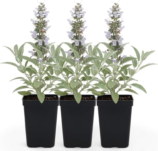 White Sage (Salvia apiana) - 3 Live Plants - Sacred California Native Bee Sage with Fragrant Silver Leaves – Drought-Tolerant, Pollinator Friendly, Deer Resistant, Full Sun Garden Shrub