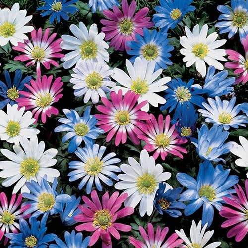 Anemone Blanda Mix Bulbs for Planting - Perennial, Attracts Bees & Showy Flowers | Blooms in Mid Spring, Easy to Grow & Maintain (12 Pack)
