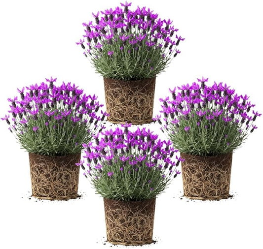 4 Spanish Lavender Plants Live Outdoor Indoor, Cold Hardy Fragrant Perennial Herb for Garden and Landscape, 4-8 Inch Tall