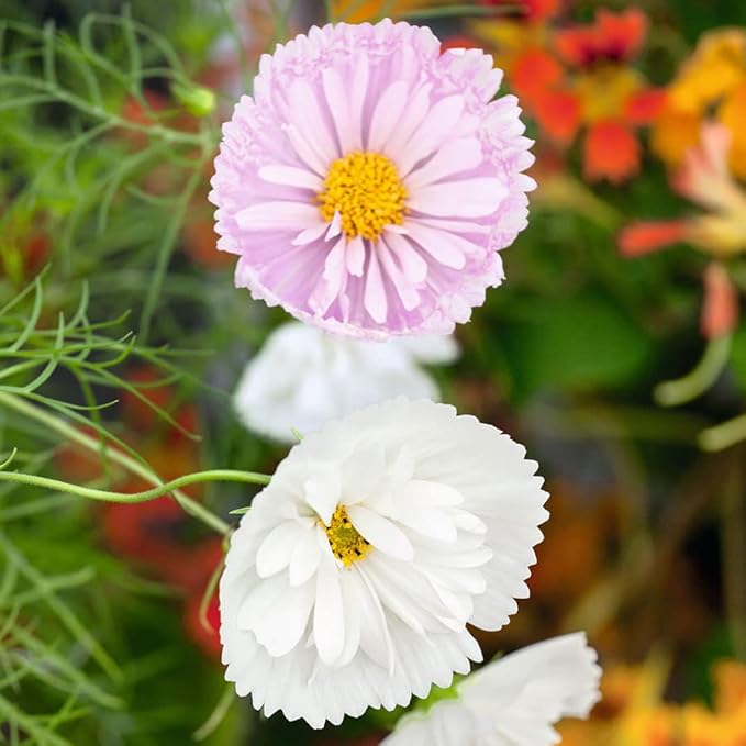 Eden Brothers Cosmos Seeds - Cupcake Blush