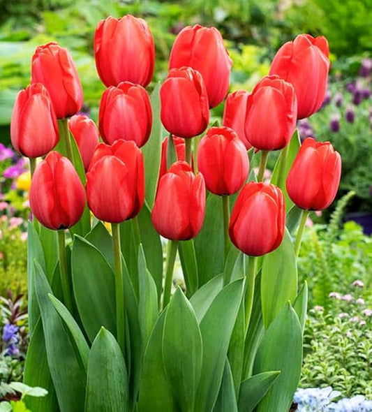 Mix Triumph Tulips 10 Bulbs for Fall Planting Colorful Flower Tulipa Darwin Hybrid Changing Colors Mixture Size 12+ 4 Varieties to Choose (Red Emperor, 10, Mix Color)