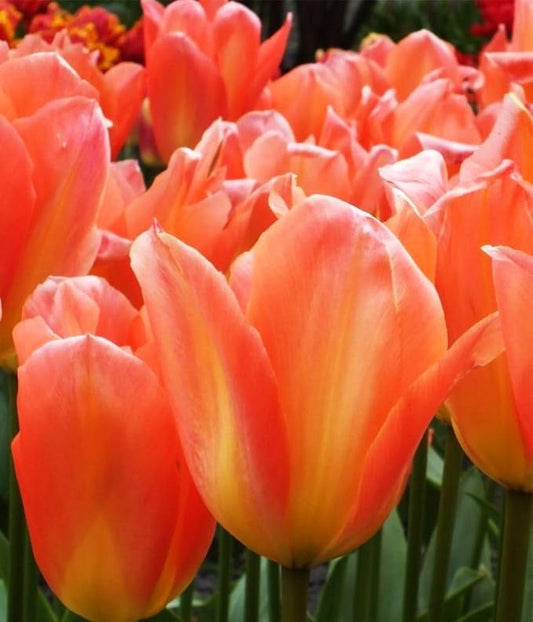 Mix Triumph Tulips 10 Bulbs for Fall Planting Colorful Flower Tulipa Darwin Hybrid Changing Colors Mixture Size 12+ 4 Varieties to Choose (Apricot Emperor, 10, Mix Color)