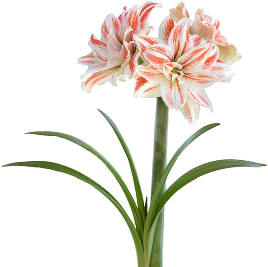 Easy to Grow Amaryllis Dancing Queen 1 Plant Bulb - Salmon & White Double Flowers Indoor Winter Holiday or Spring Outdoor Blooms